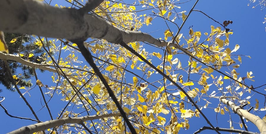 Aspen leaves turning near Kenosha Pass in western Colorado. 