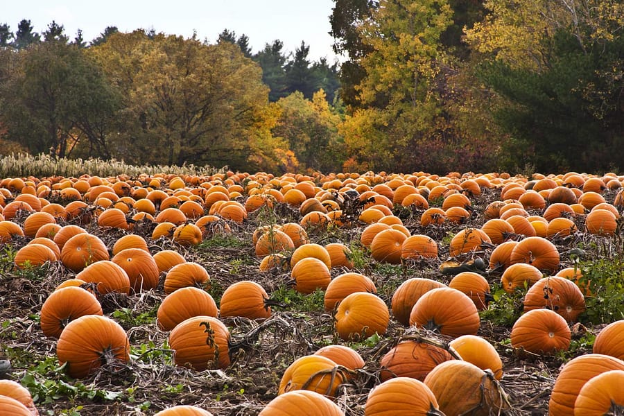 Courtesy: pumpkin-patch-desktop-wallpaper-5653-5939-hd-wallpapers